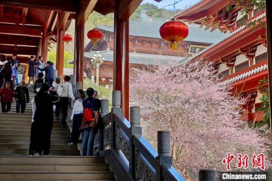 2月1日，民众参观旗山万佛寺里盛开的梅花。中新社记者 王东明 摄