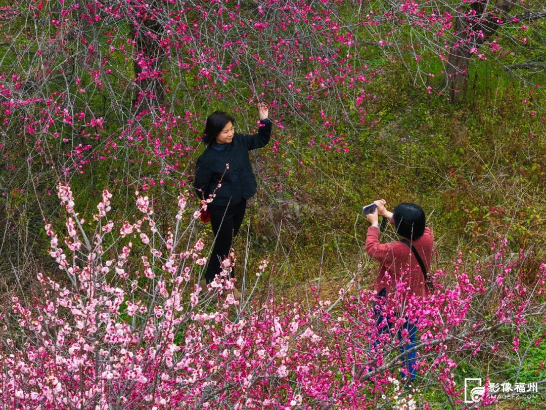 满园春色！福州百亩梅花绽放！