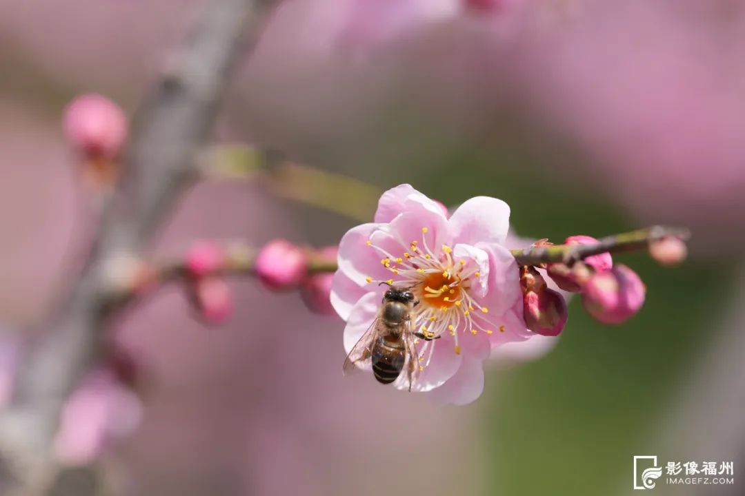 满园春色！福州百亩梅花绽放！