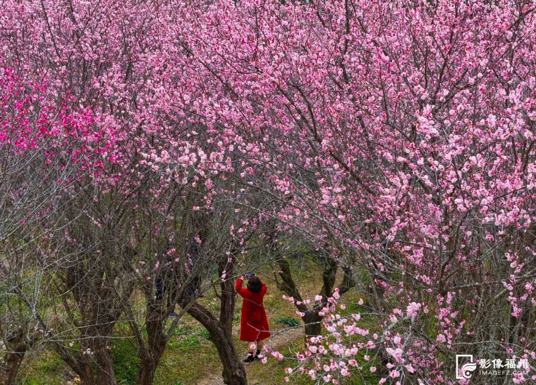 满园春色！福州百亩梅花绽放！