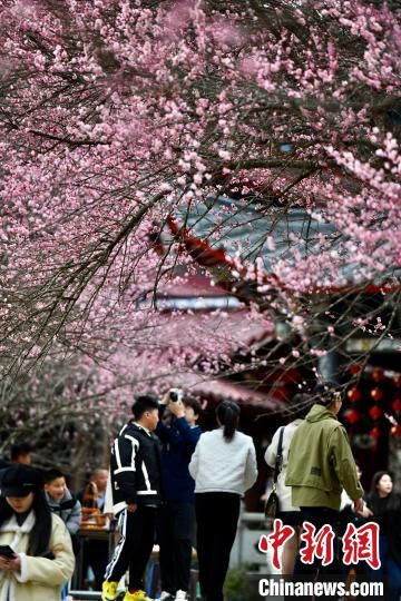 2月5日，福建福州，游客到千年古刹林阳寺赏梅。中新社记者 王东明 摄