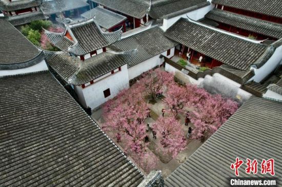 2月5日，福建福州，俯瞰林阳寺里盛开的梅花。(无人机照片)中新社记者 王东明 摄