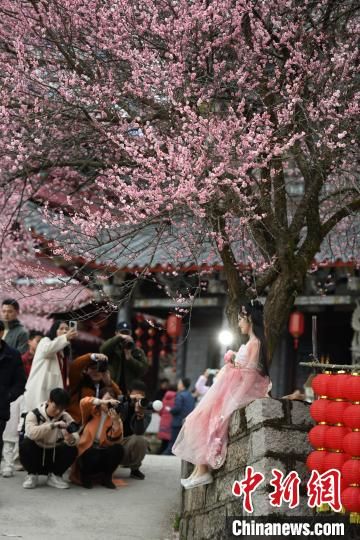 2月5日，福建福州，身着古装的游客在梅花树下留影。中新社记者 王东明 摄