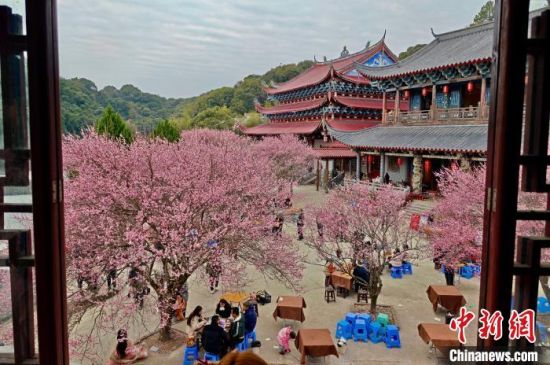 2月5日，福建福州，游客在林阳寺梅花树下泡茶聊天。中新社记者 王东明 摄