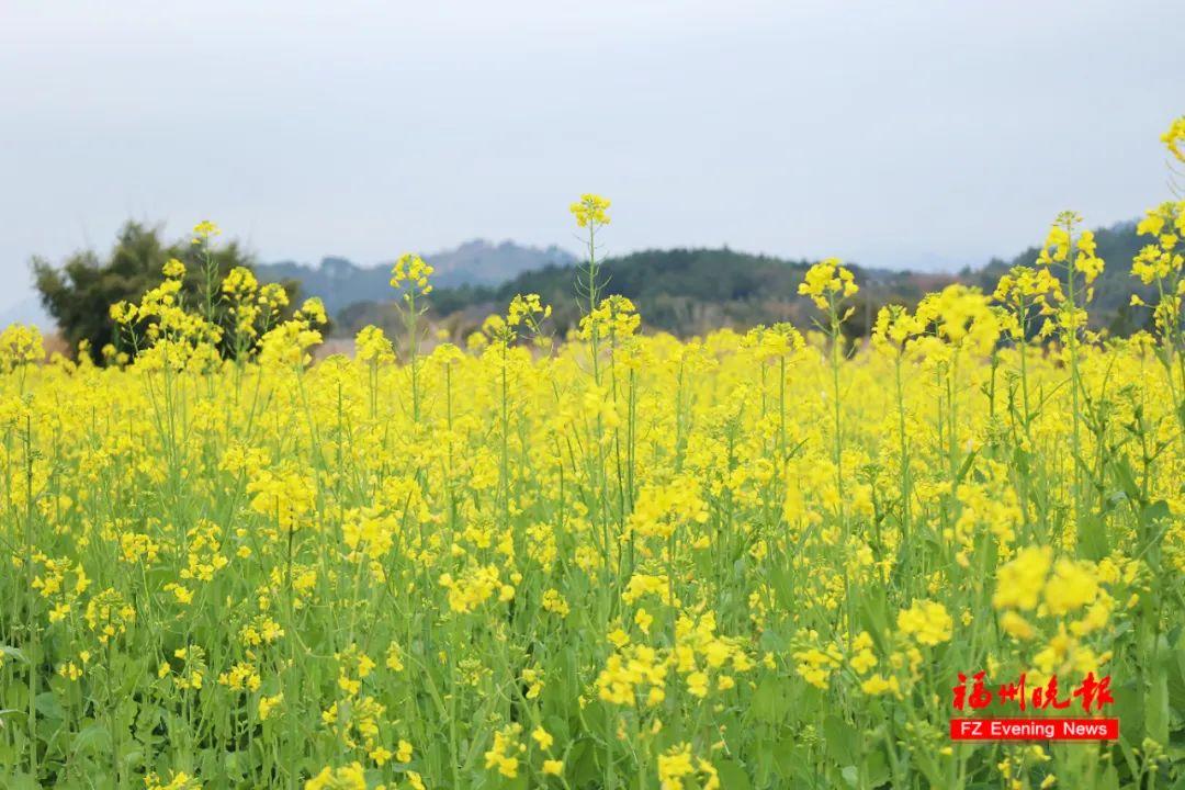 太美了！粉色油菜花！福州这片花海盛放！