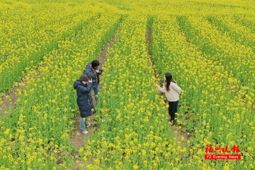 太美了！粉色油菜花！福州这片花海盛放！