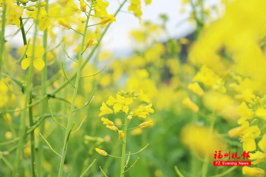 太美了！粉色油菜花！福州这片花海盛放！