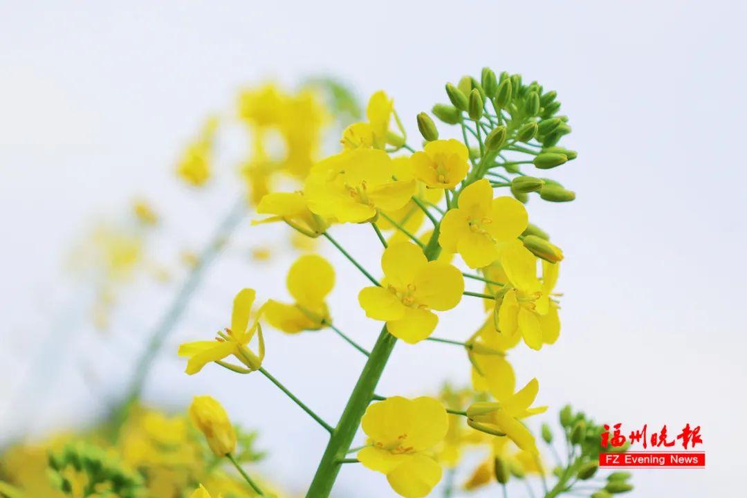 太美了！粉色油菜花！福州这片花海盛放！