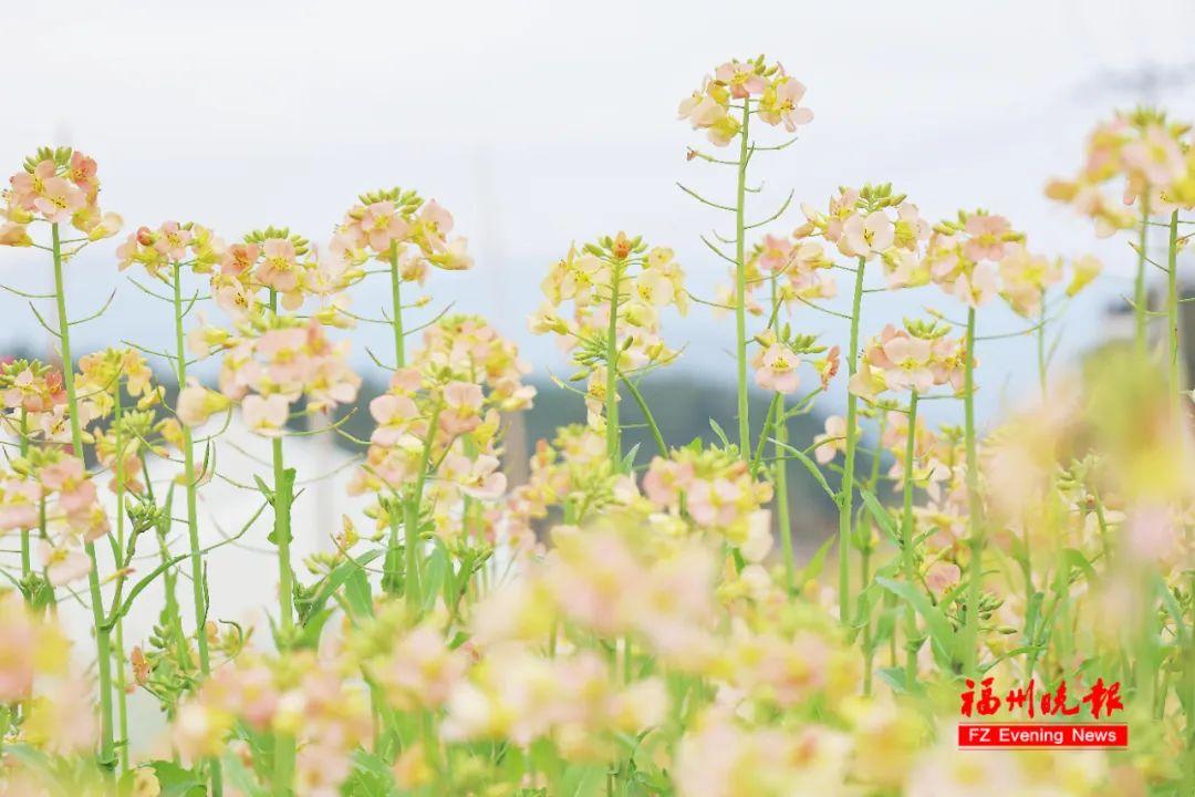 太美了！粉色油菜花！福州这片花海盛放！