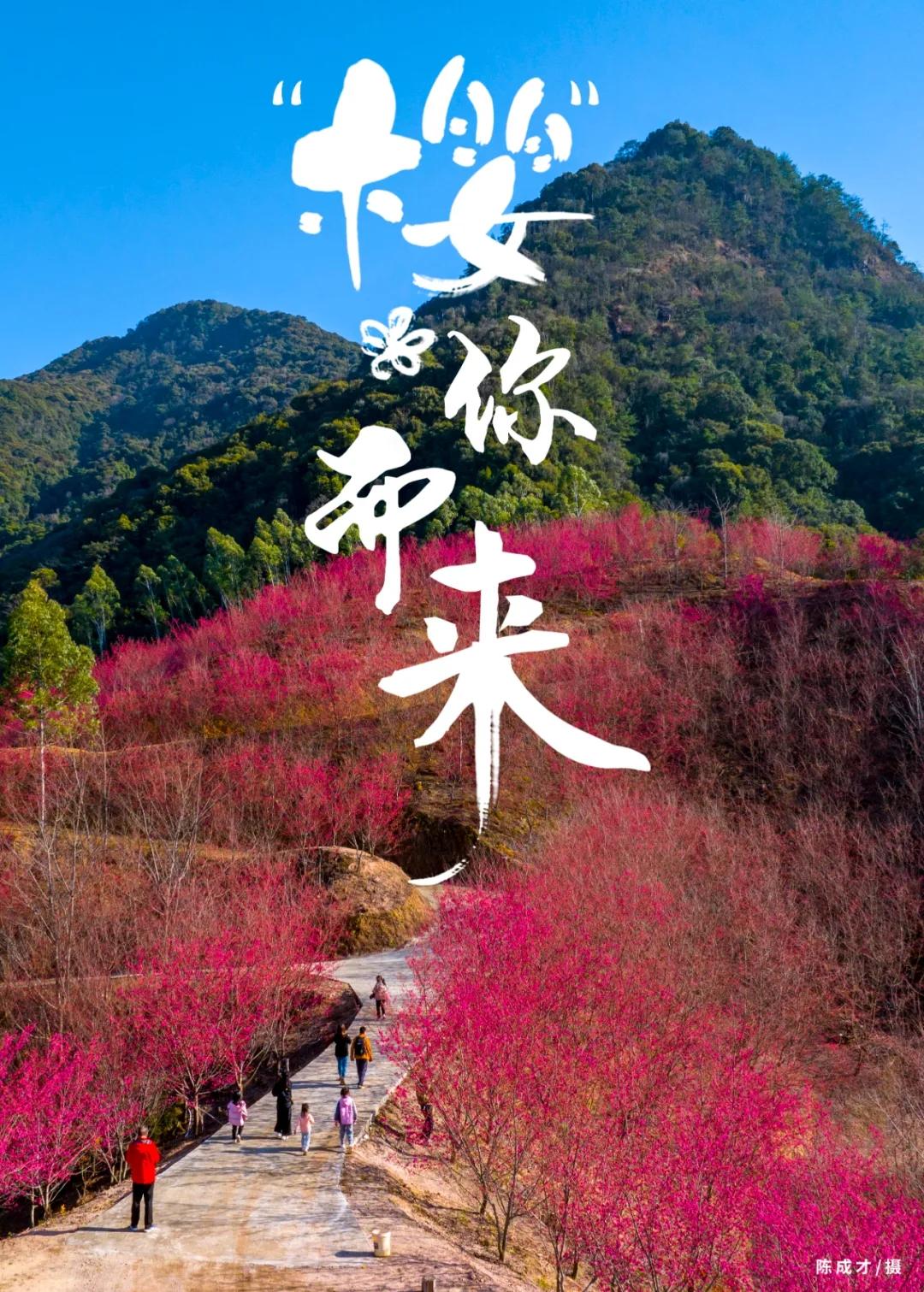 粉色浪漫！福州樱花季来了！