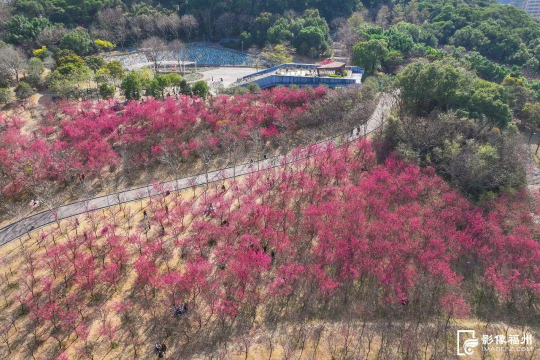 粉色浪漫！福州樱花季来了！