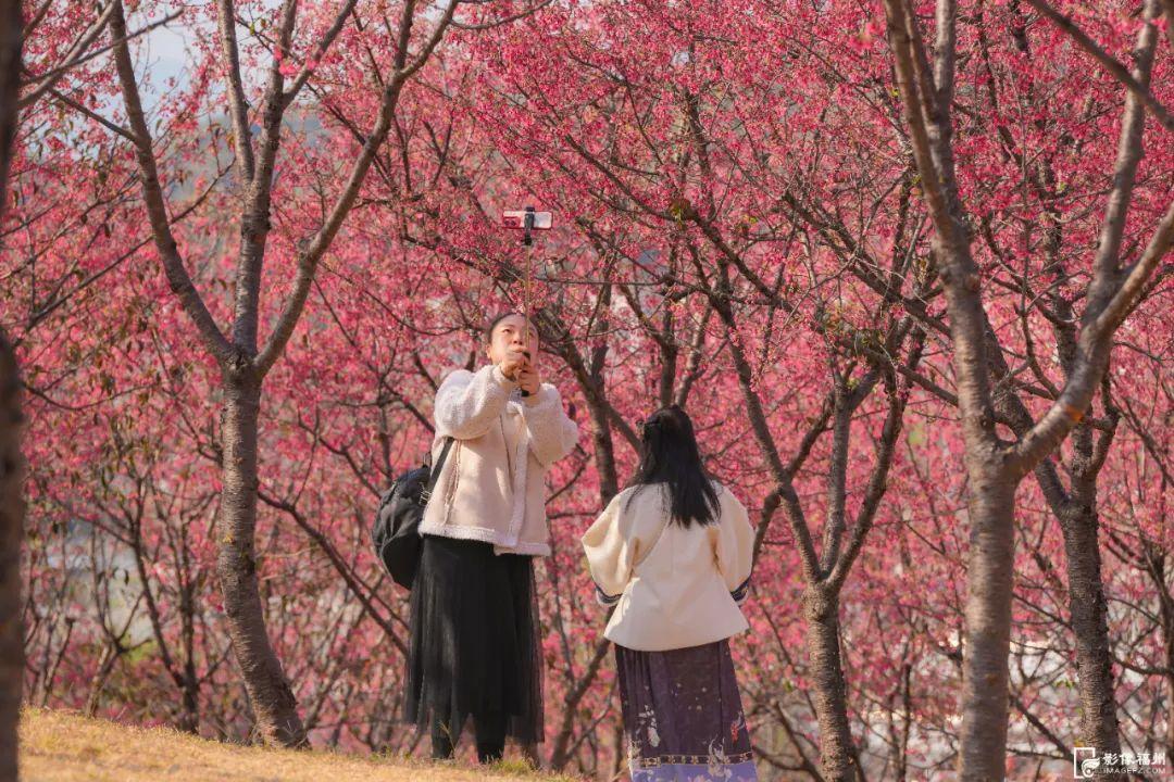 粉色浪漫！福州樱花季来了！