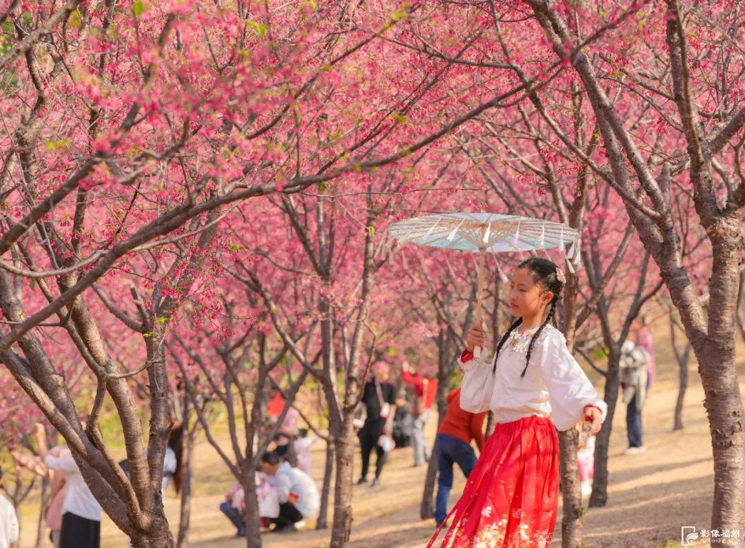 粉色浪漫！福州樱花季来了！
