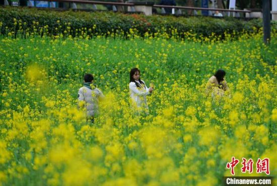 2月18日，游客在福州花海公园游览、赏花。中新社记者 吕明 摄