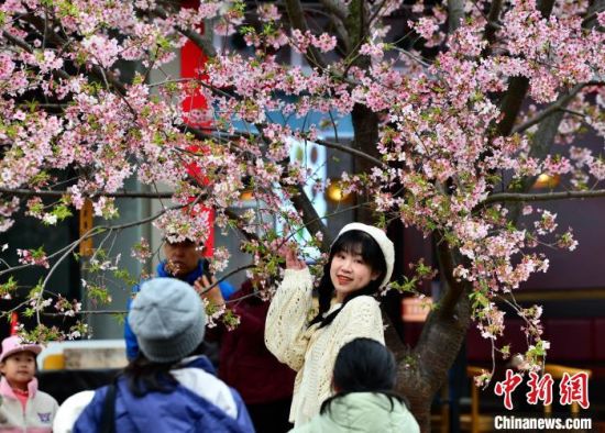 2月22日，市民与樱花拍照留念。当日，福建省福州市金岩路上一排樱花树正绚烂绽放，吸引民众前来游玩打卡。中新社记者 张斌 摄