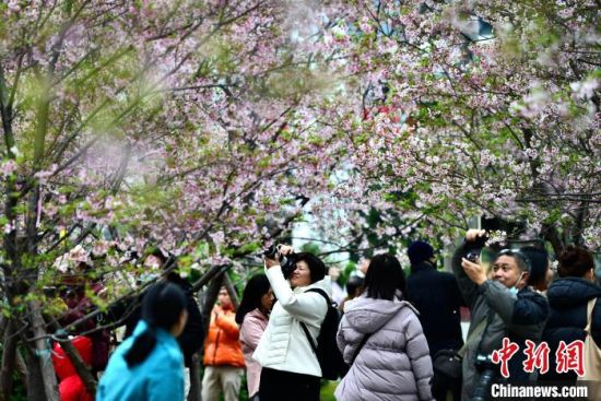2月22日，福建省福州市金岩路上一排樱花树正绚烂绽放，吸引民众前来游玩打卡。中新社记者 张斌 摄