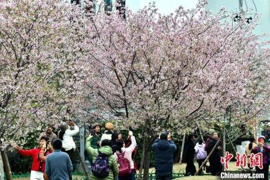 2月22日，福建省福州市金岩路上一排樱花树正绚烂绽放，吸引民众前来游玩打卡。中新社记者 张斌 摄