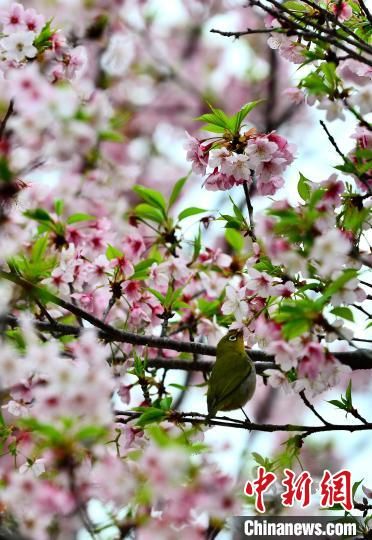 2月22日，小鸟在樱花丛中觅食。当日，福建省福州市金岩路上一排樱花树正绚烂绽放，吸引了许多小鸟流连花丛，啄食花蜜，花与鸟相映成趣，呈现初春美丽风景。中新社记者 张斌 摄