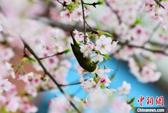 2月22日，小鸟在樱花丛中觅食。当日，福建省福州市金岩路上一排樱花树正绚烂绽放，吸引了许多小鸟流连花丛，啄食花蜜，花与鸟相映成趣，呈现初春美丽风景。中新社记者 张斌 摄