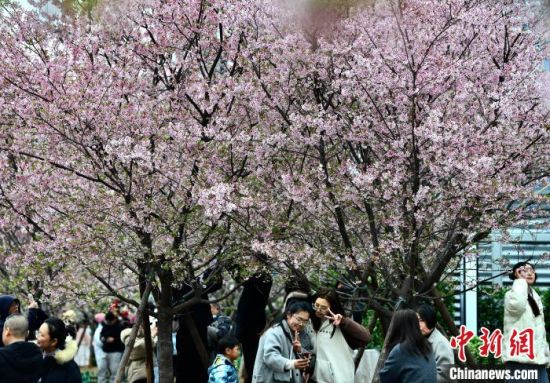 2月22日，福建省福州市金岩路上一排樱花树正绚烂绽放，吸引民众前来游玩打卡。中新社记者 张斌 摄