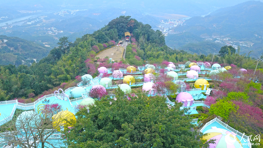 漫山遍野的樱花与不同色调的瓢虫屋相映成趣。人民网 李昌乾摄