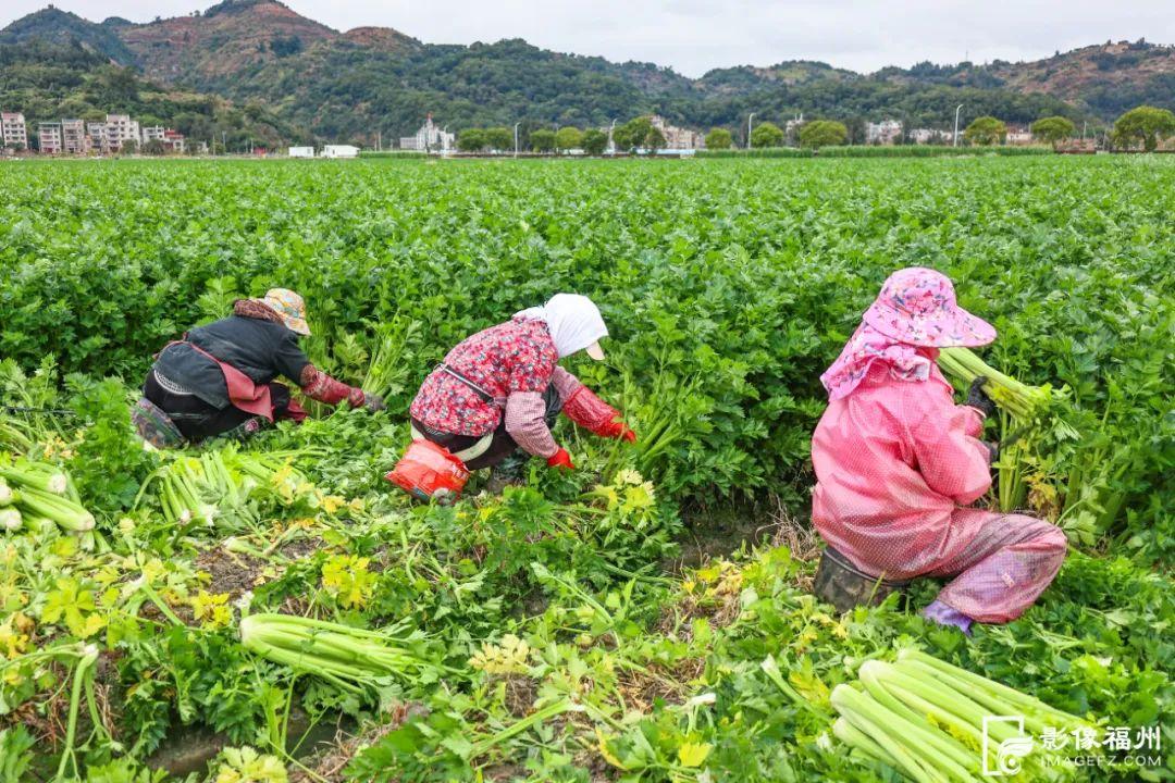 亮相央视！福州大量上市！
