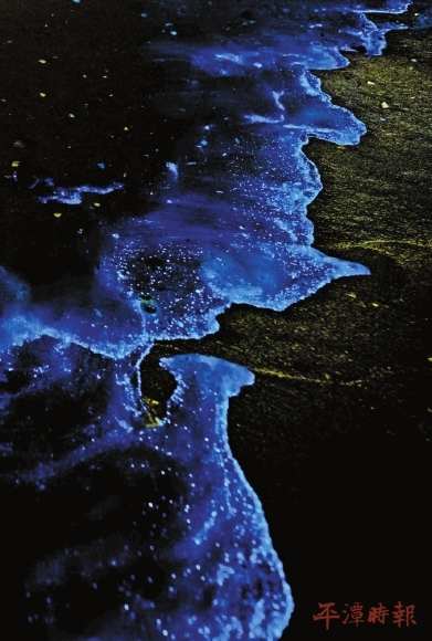 平潭蓝眼泪季来了