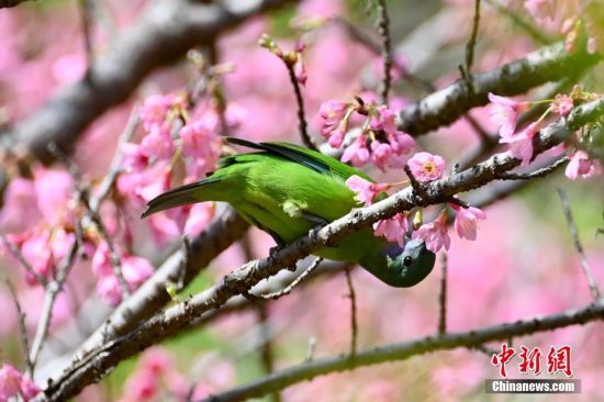 3月3日，鸟儿在樱花丛中觅食。中新社记者 王东明 摄