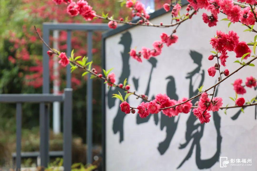 桃花灼灼！惊艳了福州的春天！