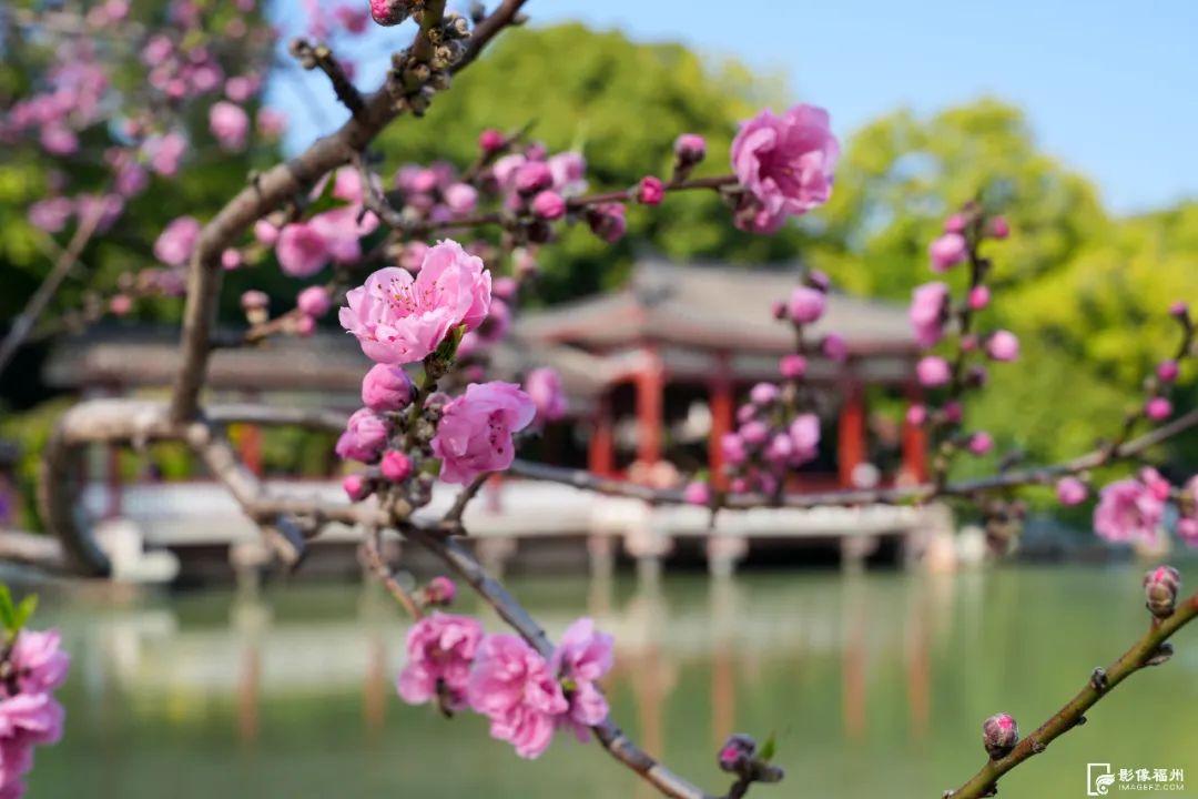 桃花灼灼！惊艳了福州的春天！