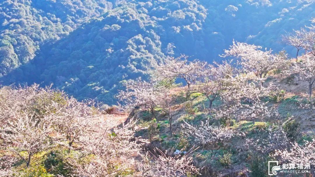 李花绽放，浪漫“春雪”