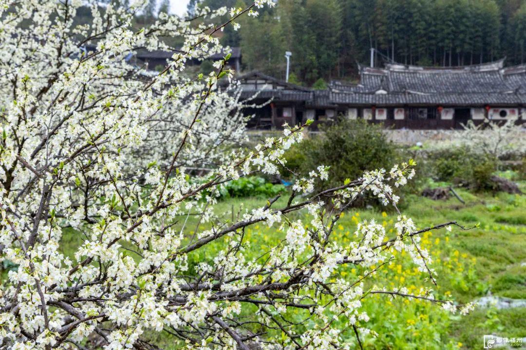 李花绽放，浪漫“春雪”