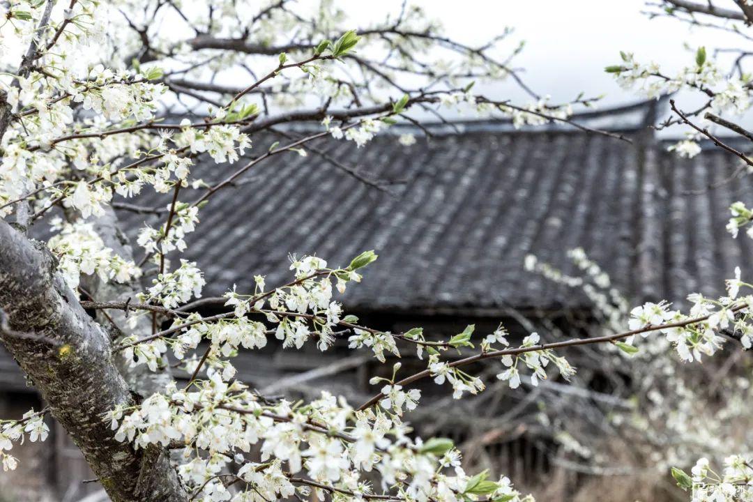 李花绽放，浪漫“春雪”
