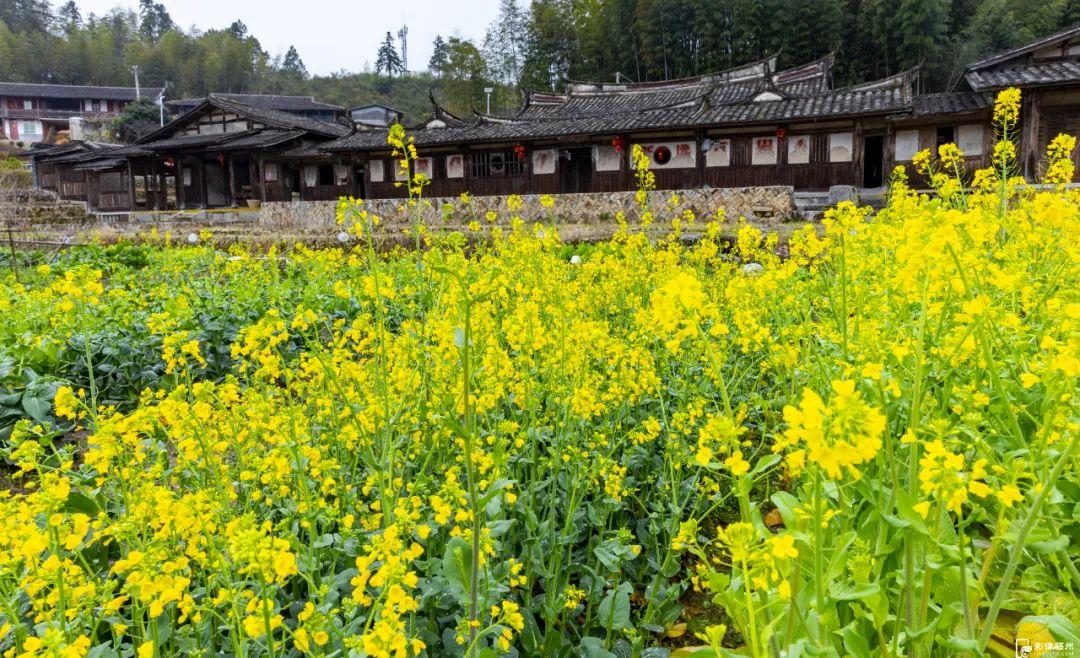 李花绽放，浪漫“春雪”