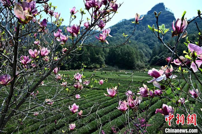 武夷山生态茶园如画