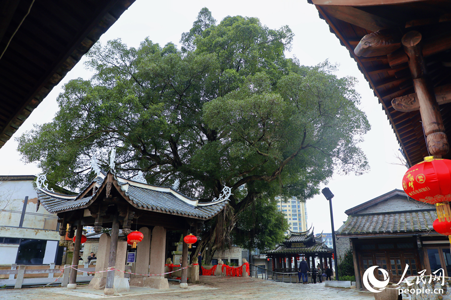 街边植于清末的榕树。人民网 李唯一摄