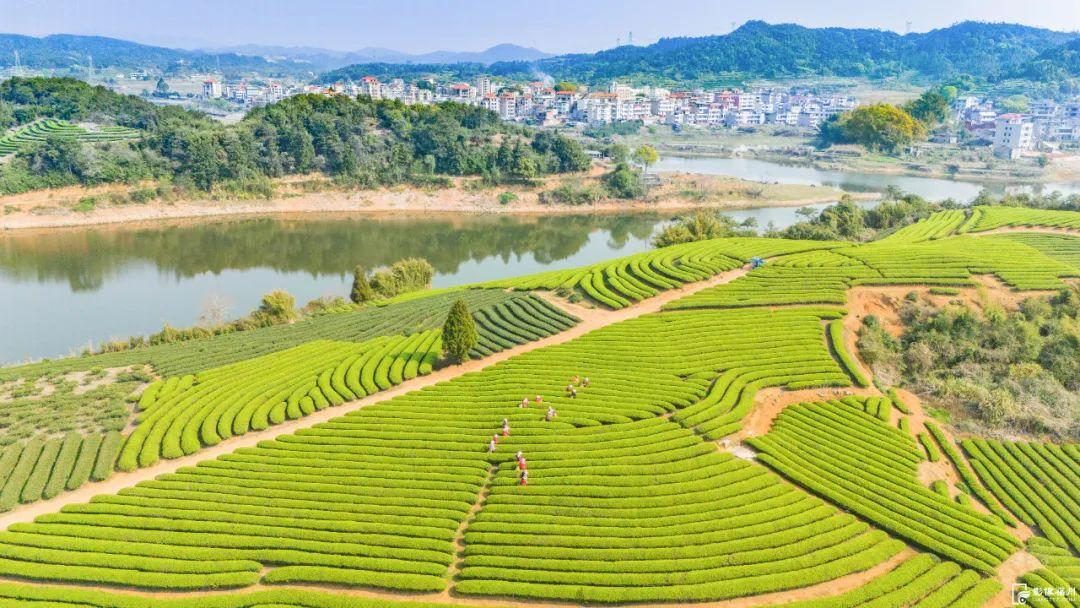 “云上茶乡”！采摘春的味道！