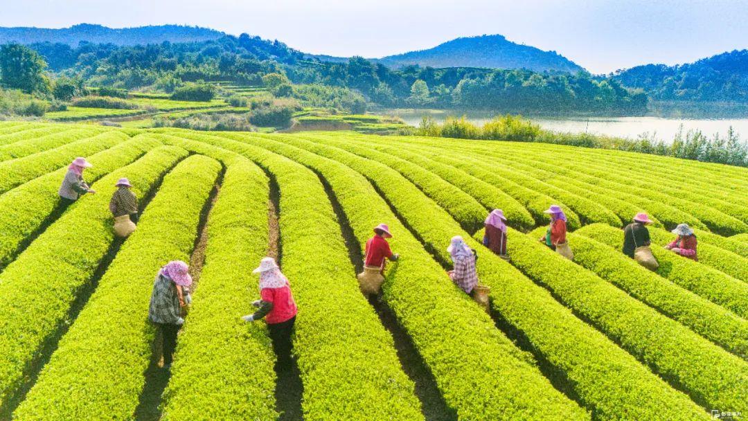“云上茶乡”！采摘春的味道！
