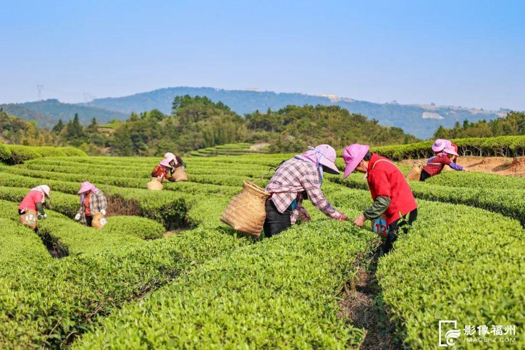 “云上茶乡”！采摘春的味道！