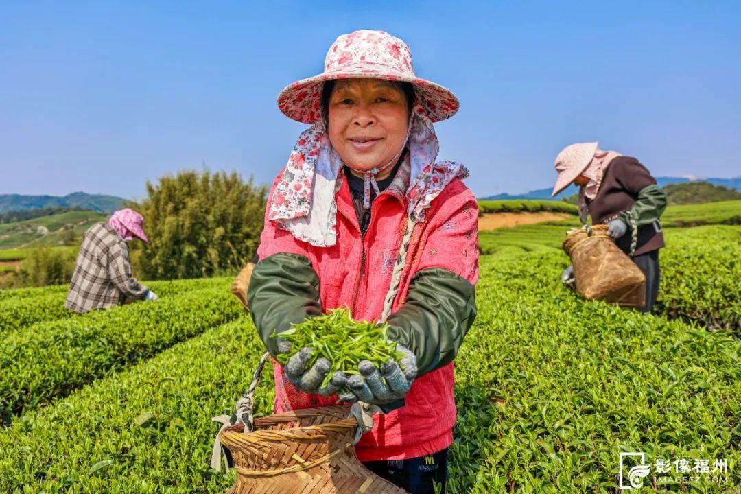 “云上茶乡”！采摘春的味道！