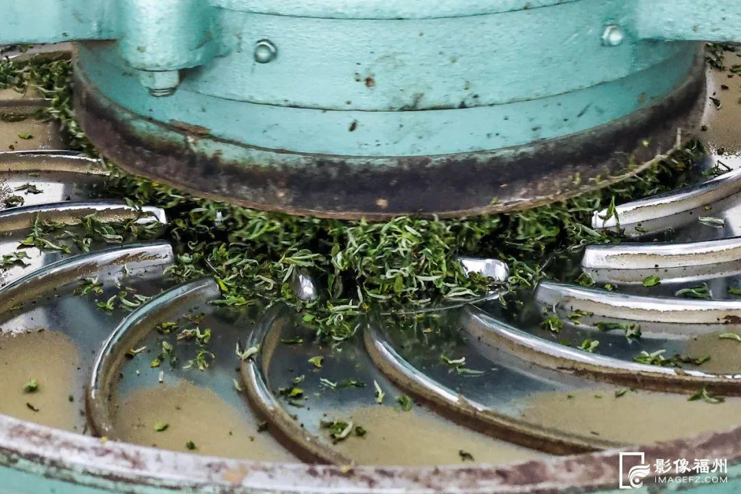 “云上茶乡”！采摘春的味道！