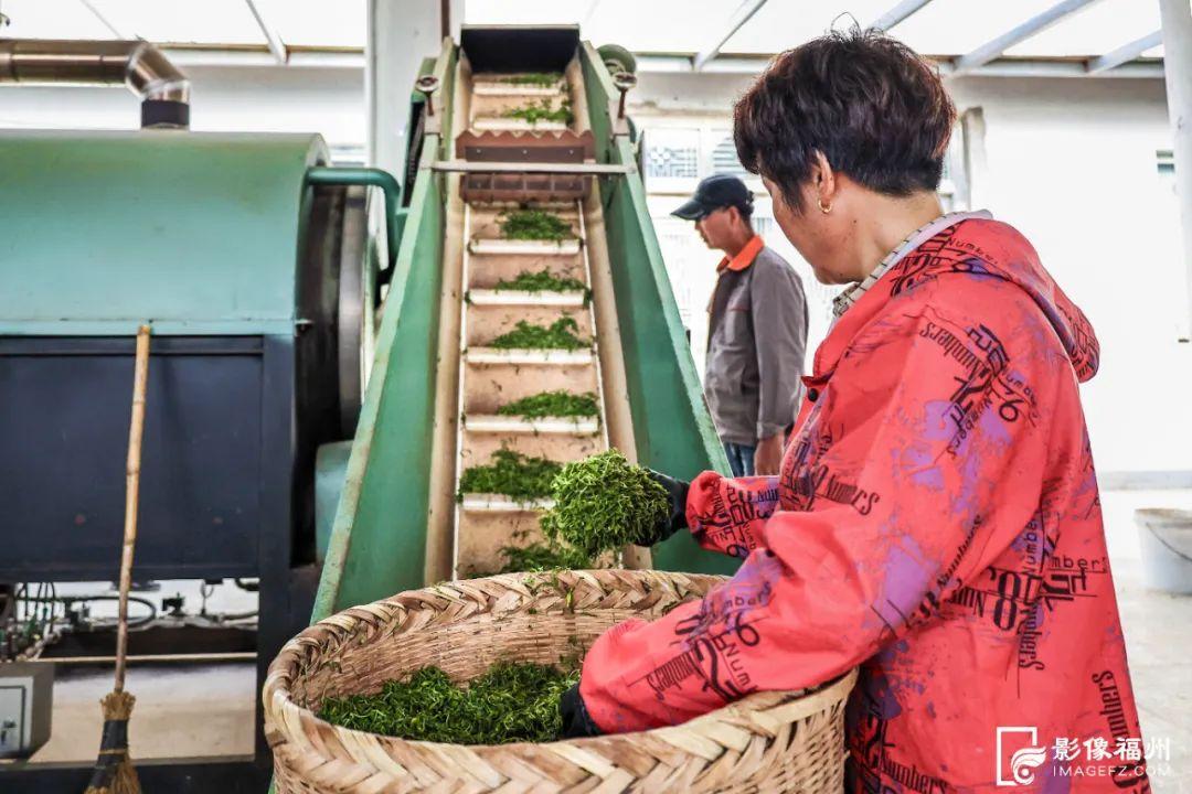 “云上茶乡”！采摘春的味道！