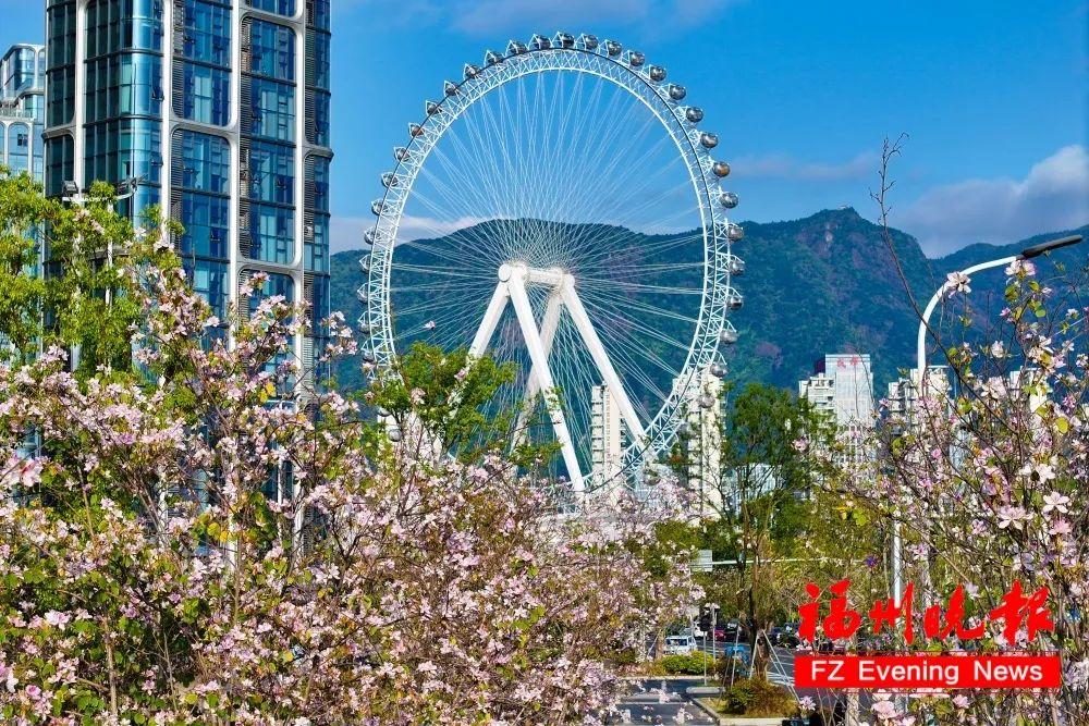 开了开了！福州这里，就像莫奈的油画