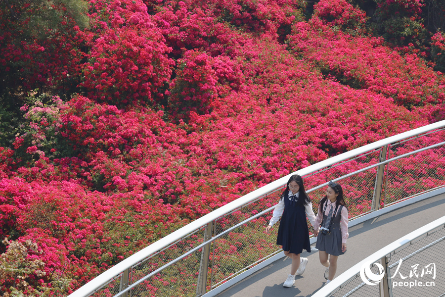 厦门山海健康步道旁，三角梅花海美不胜收。人民网记者 陈博摄