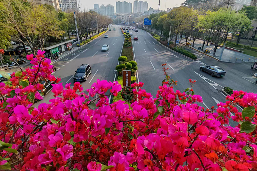 厦门滨湖北路的三角梅天桥。陈志强摄