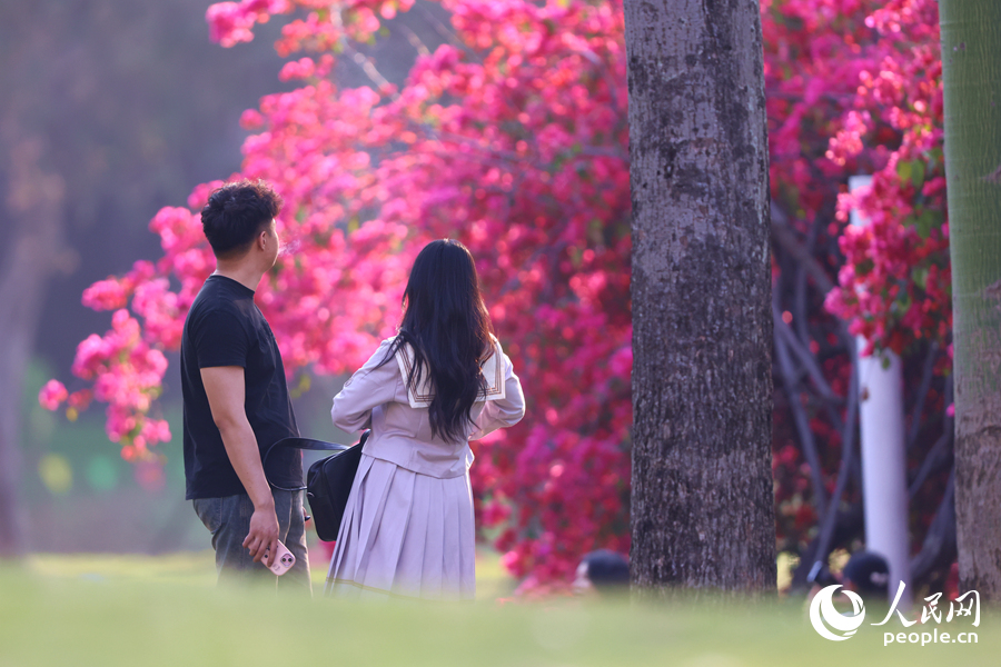 阳光下的三角梅显得格外美丽。人民网记者 陈博摄