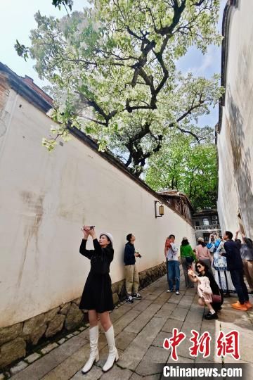 4月10日，游客在福州三坊七巷拍摄流苏花。中新社记者 王东明 摄 