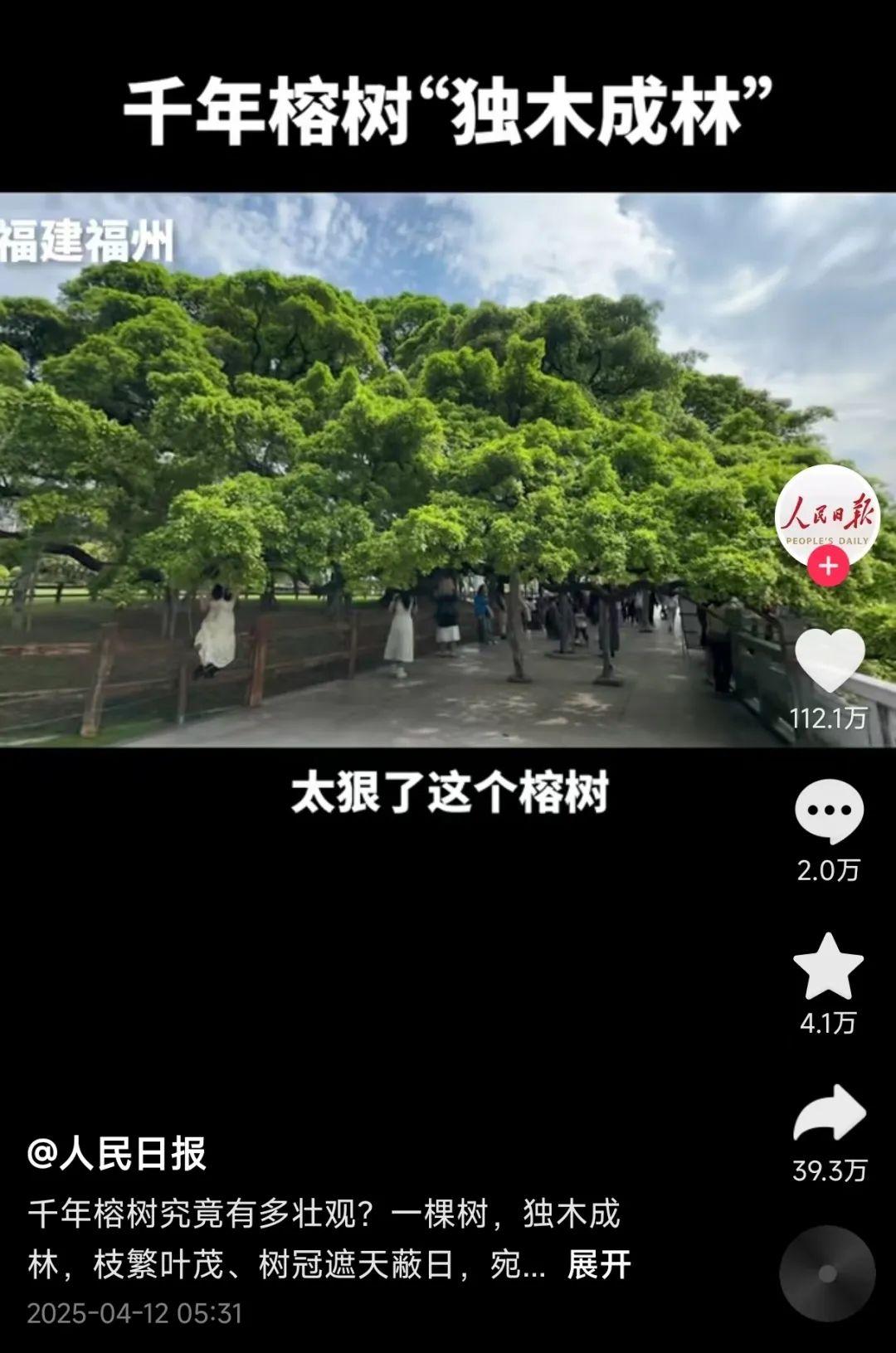 百万点赞！福州这棵千年古树火了！