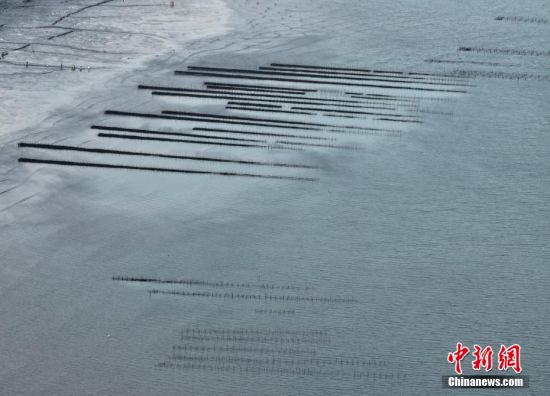 5月2日，福建福州福清市沙埔镇养殖海域，养殖网箱漂浮在海面上，海上风车依次排开，蔚为壮观。（无人机照片）中新社记者 张斌 摄