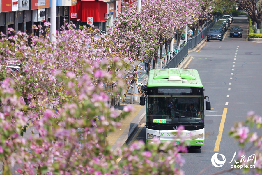 公交车驶过开满宫粉羊蹄甲的道路。人民网记者 陈博摄